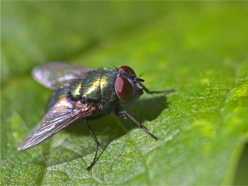 Alla scoperta della mosca, insetto terribile